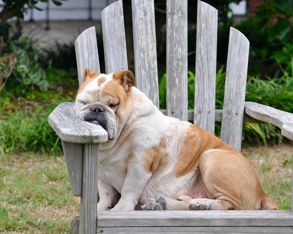 都捆成狗了.jpg 都捆成狗了.jpg